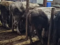 Bull, Karaku — photo 7