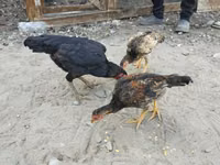 Chickens — Foto 1