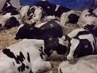 公牛, Red-spotted breed — 照片 3