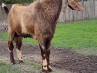 Billy Goat, Nubian Goat — photo 1