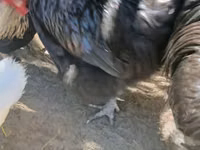 ऑस्ट्रेलॉर्प — फ़ोटो 3