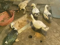 डोमेस्टिक मस्कोवी — फ़ोटो 2