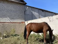 公马, Anglo-Arabian — 照片 1