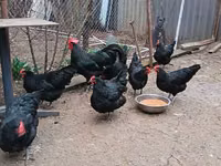 Australorp — photo 2