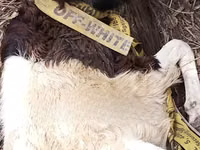 公羊, Sheep — 照片 2