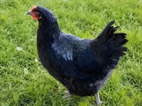 Chickens — फ़ोटो 4