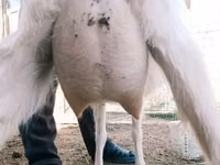 Goat, Goats — photo 1