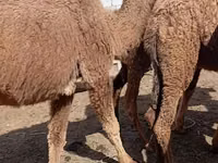 Camels (batch, sex not specified), Kazakh Bactrian camel — photo 2