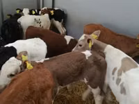 Rinder (Partie, Geschlecht nicht angegeben), Simmental cattle — Foto 1