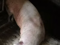 母猪, Pigs — 照片 1