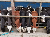 सांड, Simmental cattle — फ़ोटो 2