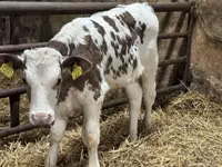 Rinder (Partie, Geschlecht nicht angegeben), Simmental cattle — Foto 6