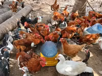 शामो चिकन्स — फ़ोटो 5