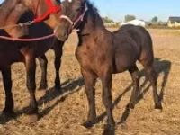 Hengst, Percheron — Foto 6