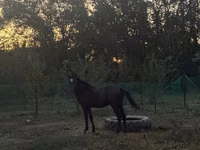 Caballo, Akhal-Teke — foto 2