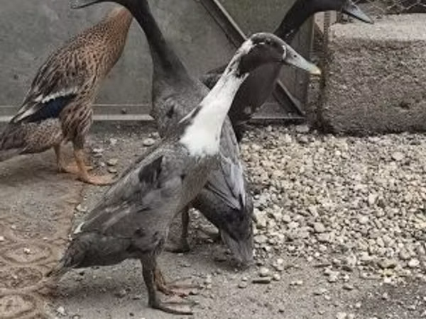 इंडियन रनर