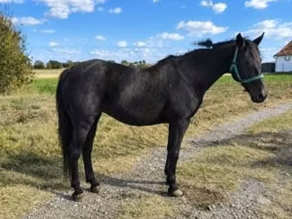 母马, Horses
