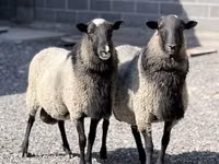मेढ़ा, Romanov sheep — फ़ोटो 2