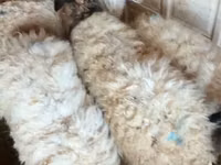 Bélier, Moutons — photo 2