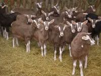Ziege, Toggenburg goat — Foto 3