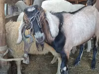 Widder, Lacaune sheep — Foto 3