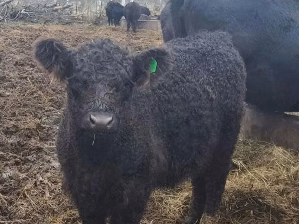 Vaca, Vaca Galloway