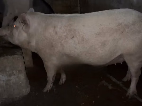 Porcs (lot, sexe non indiqué), 