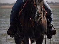 公马, Quarter Horse — 照片 6