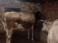 母牛, Cattle — 照片 5