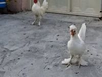 Chickens — photo 4
