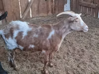 母山羊, Goats — 照片 3