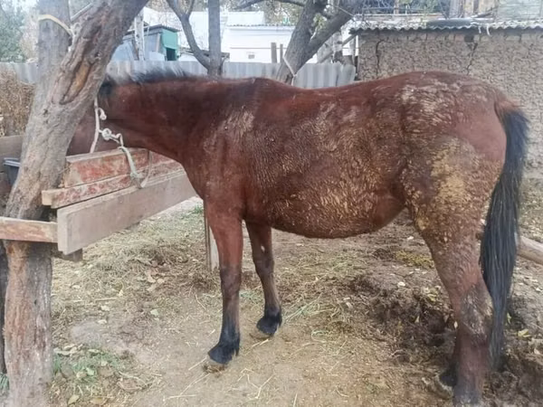 Jument, Kyrgyz Horse