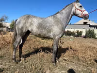 公马, Horses — 照片 3