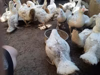 Ducks — फ़ोटो 4