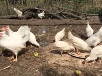Leghorn — photo 3