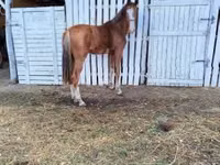 母马, Dutch warmblood horse — 照片 4