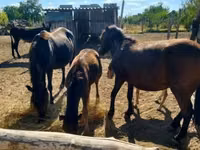 母马, Horses — 照片 4