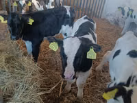 Bulle, Russian Black pied cattle — Foto 3