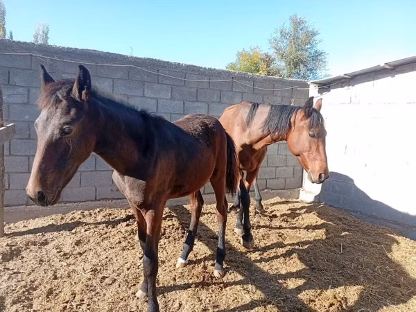 母马, Horses