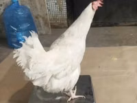 मॉस्को ब्लैक — फ़ोटो 5