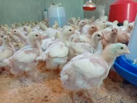 Chickens — Foto 3