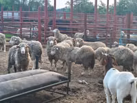 绵羊（批次，未指定性别）, Merino sheep — 照片 1