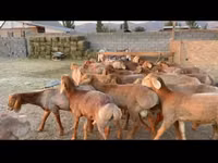 Widder, Karakul sheep — Foto 1