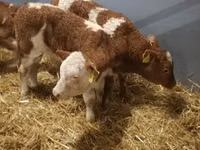 Rinder (Partie, Geschlecht nicht angegeben), Simmental cattle — Foto 5