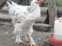 Brahma — Foto 2