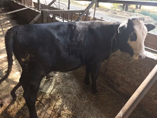 母牛, Kazakh White-headed cow