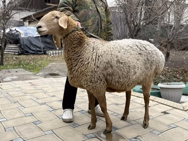 母羊, Arashan sheep