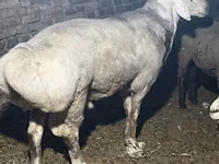Carnero, Afghan Arabi sheep — foto 4