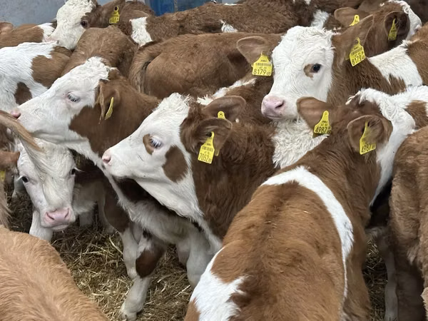 Bovinos (lote, sexo no especificado), Simmental cattle