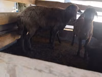 母羊, Arabi sheep — 照片 2